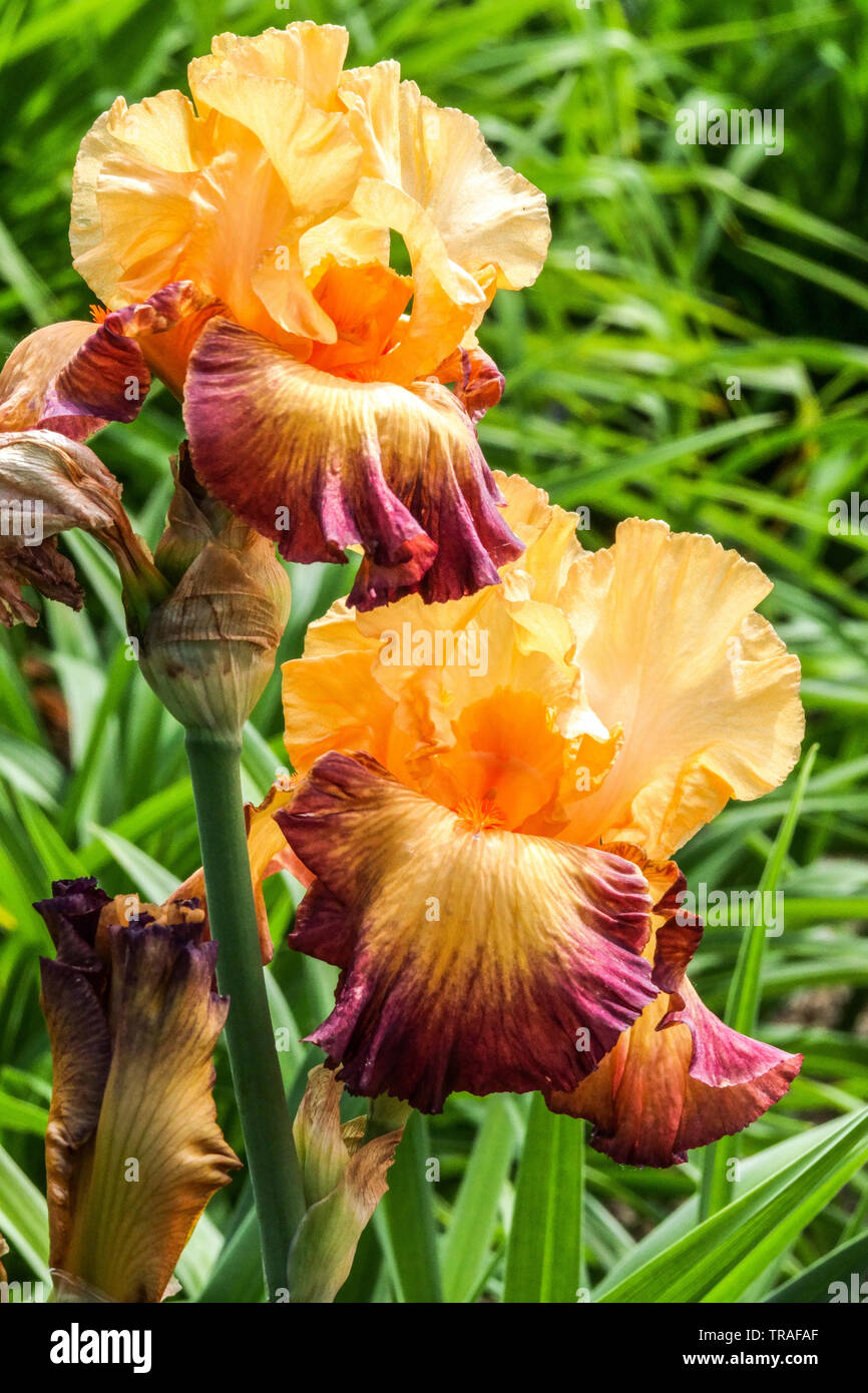 Orange Iris "Jazz Band", Irises, Tall Bearded Iris, beautiful garden