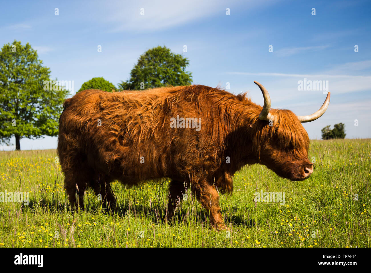 Highland Cow roaming through buttercups on Minchinhampton Common Stock Photo