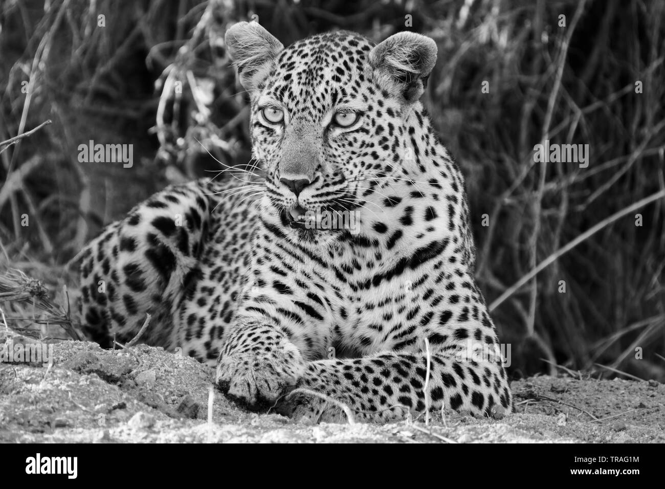 Leopard Black and White Stock Photos & Images - Alamy