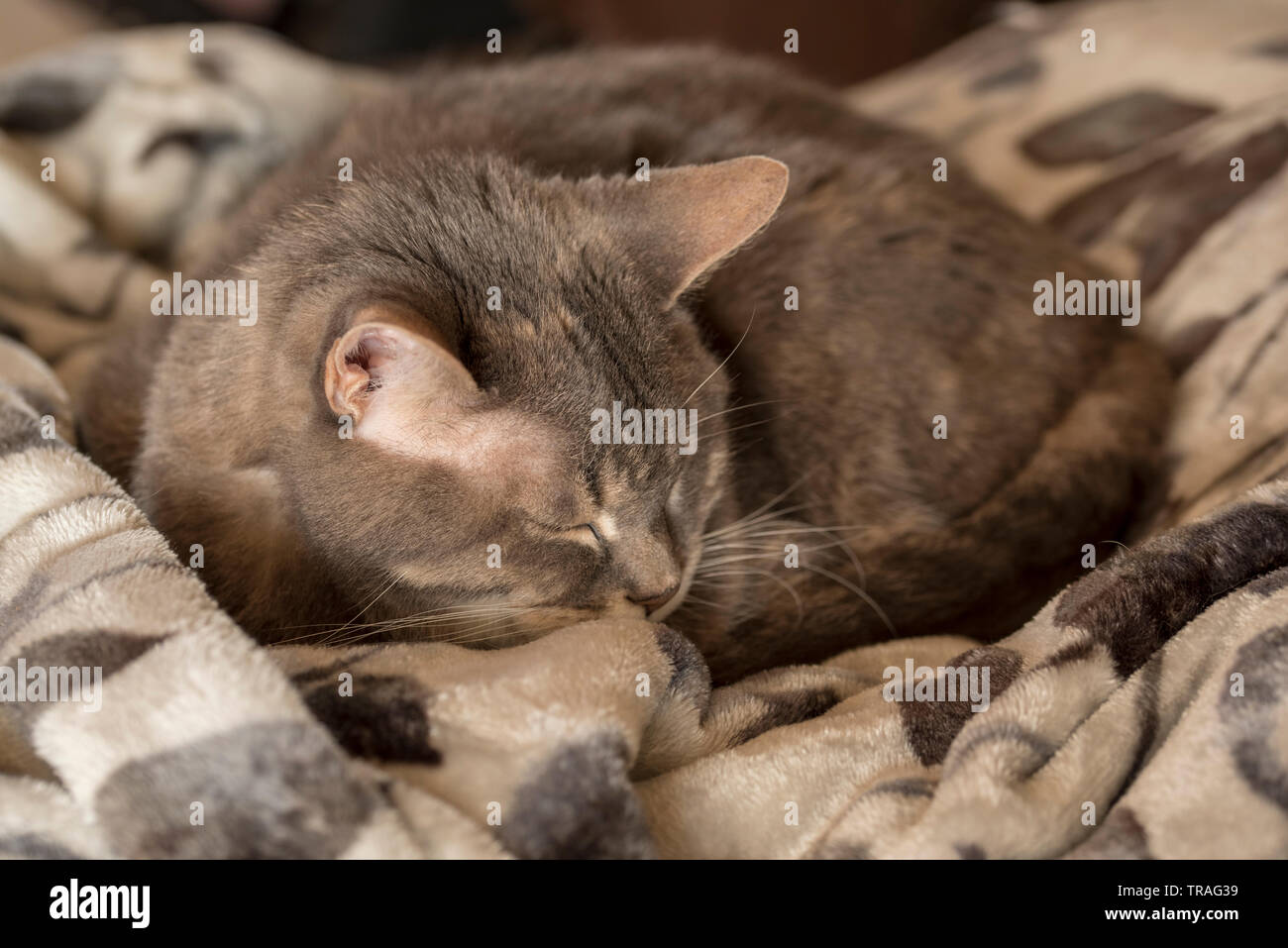 Cat asleep on blanket Stock Photo