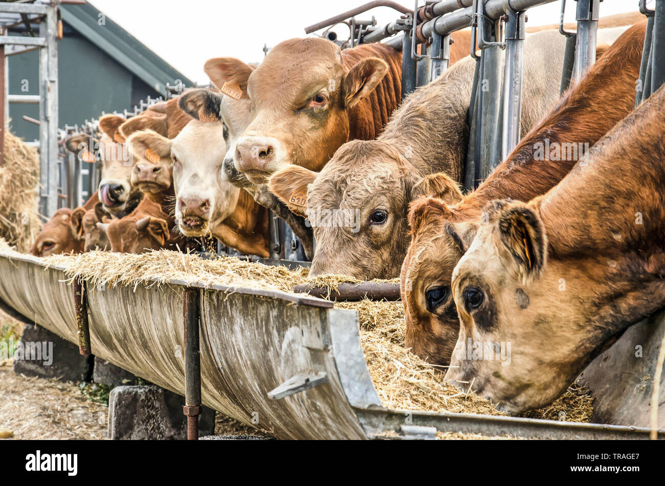 Cattle feeder hires stock photography and images Alamy
