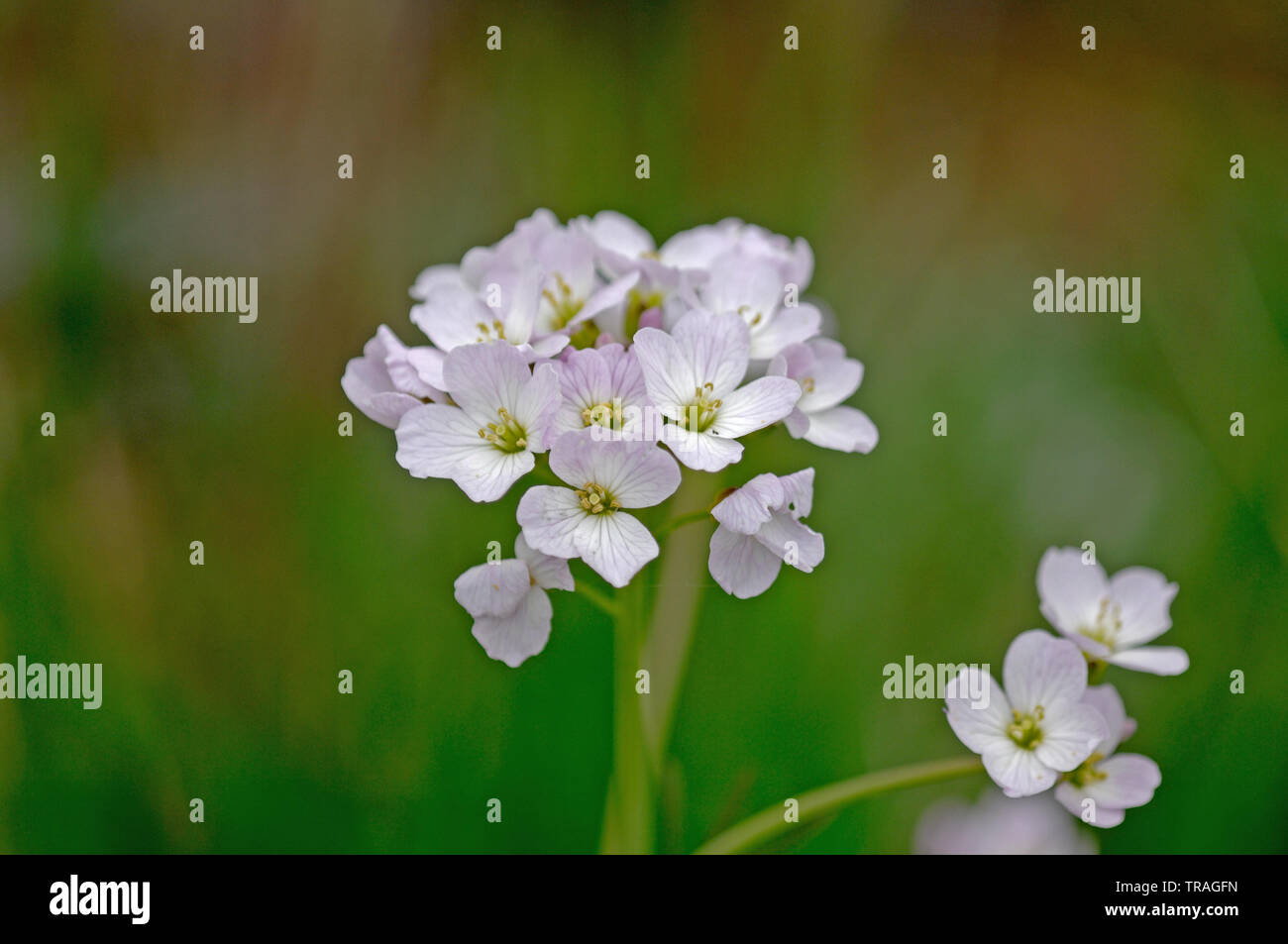 Cuckoo Flower, Cardamine pratensis Bedford Purlieus, Cambridgeshire ...