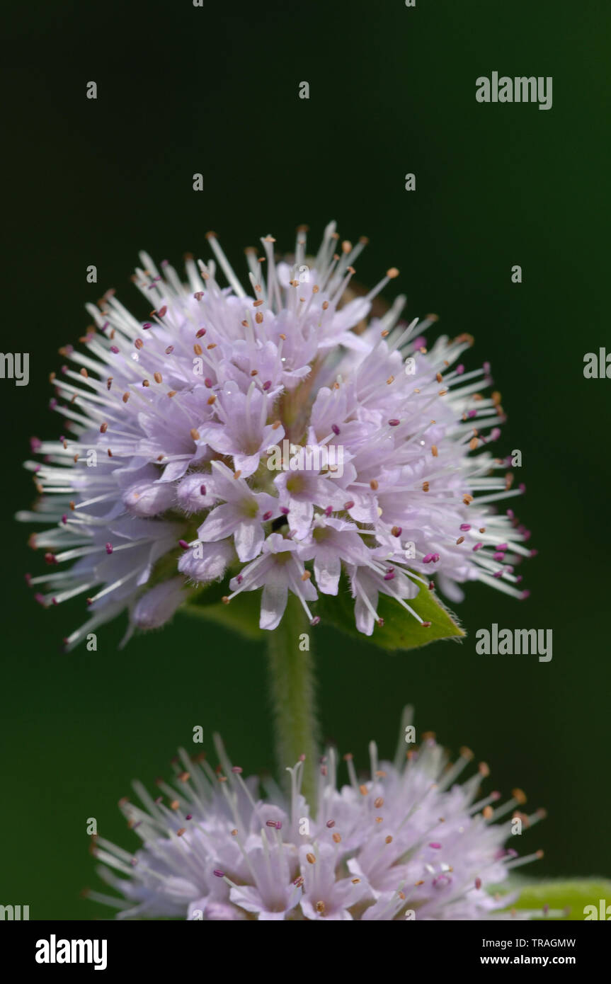 Water Mint, Mentha aquatica, Bedford Purlieus, Cambridgeshire Stock Photo Alamy