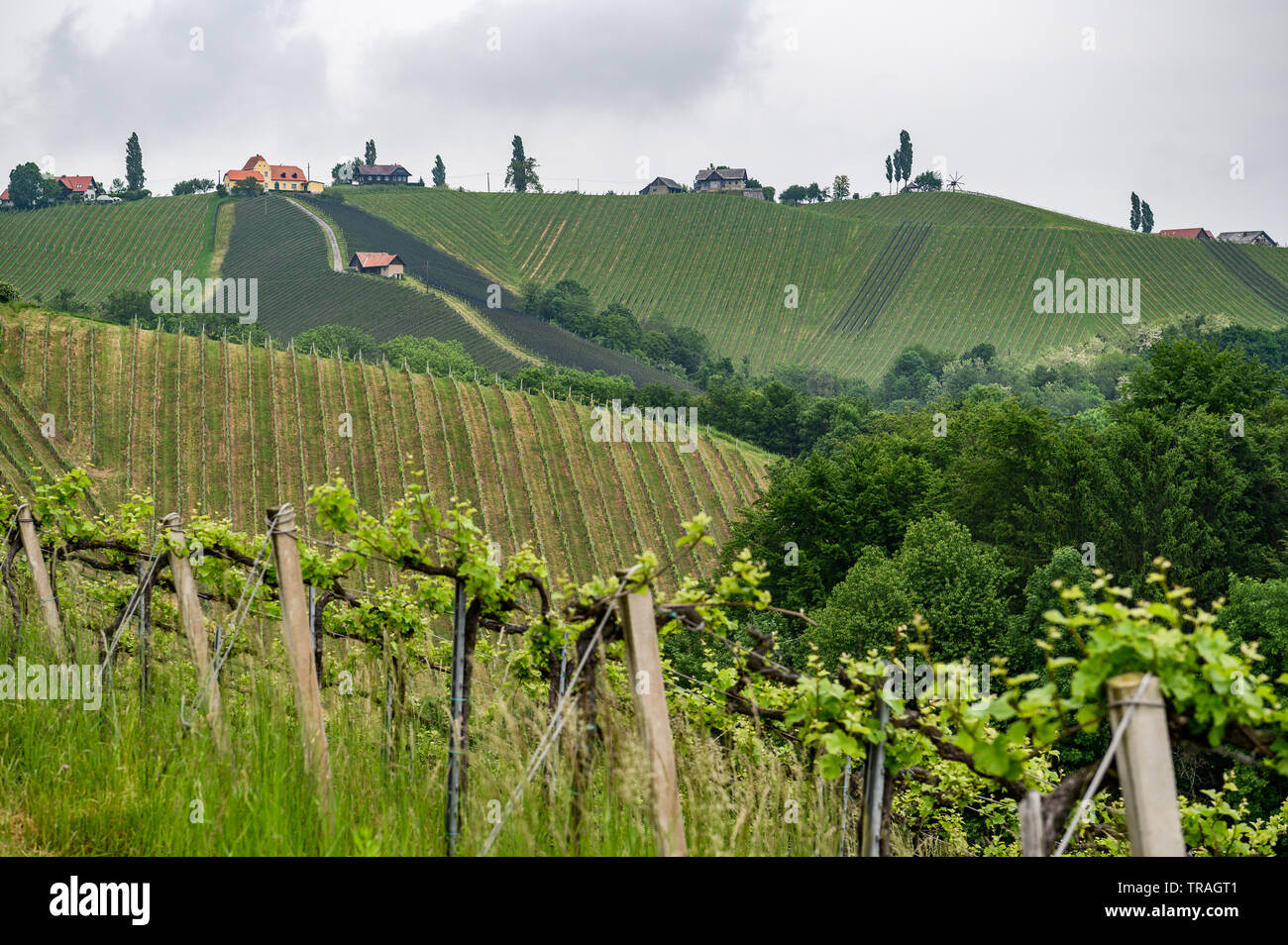 vineyards of Leutschach, Styria, Austria Stock Photo