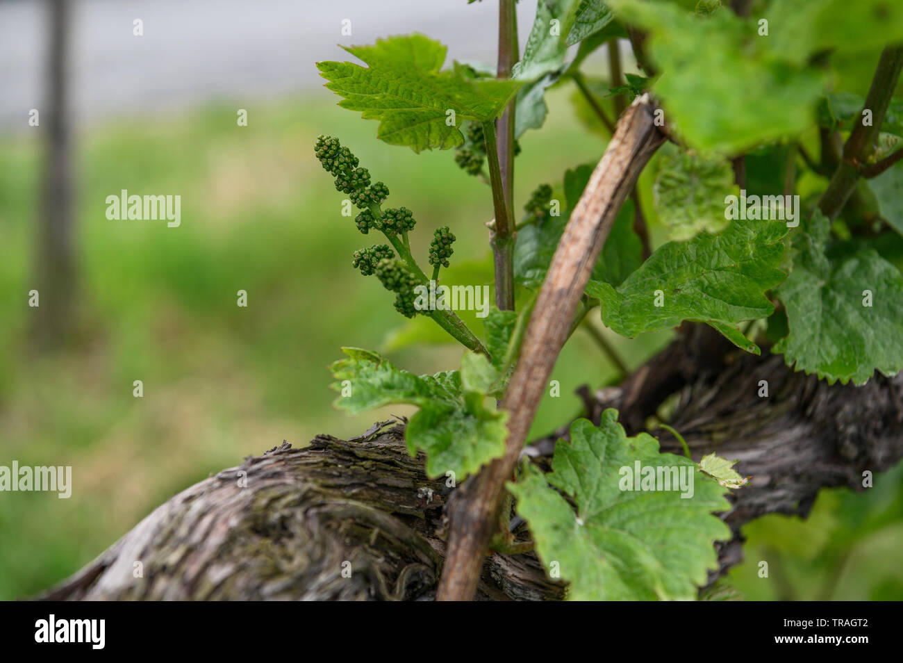 flower buds of Zweigelt vines at Leutschach, Styria, Austria Stock Photo