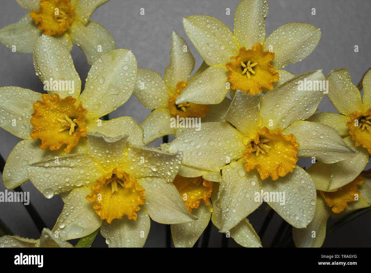 Daffoldils hi-res stock photography and images - Alamy