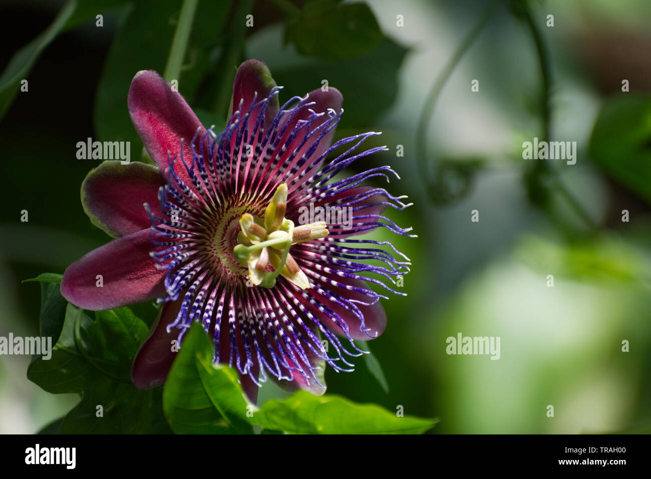 Passion Flower Passiflora Alata Stock Photo - Alamy