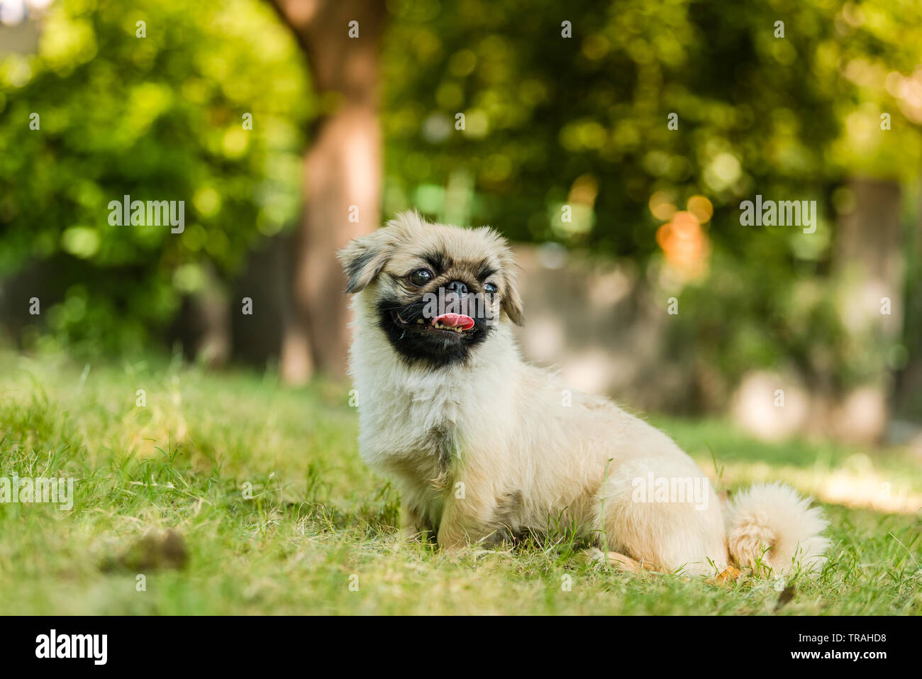 The Pekingese is an ancient breed of toy dog, originating in China