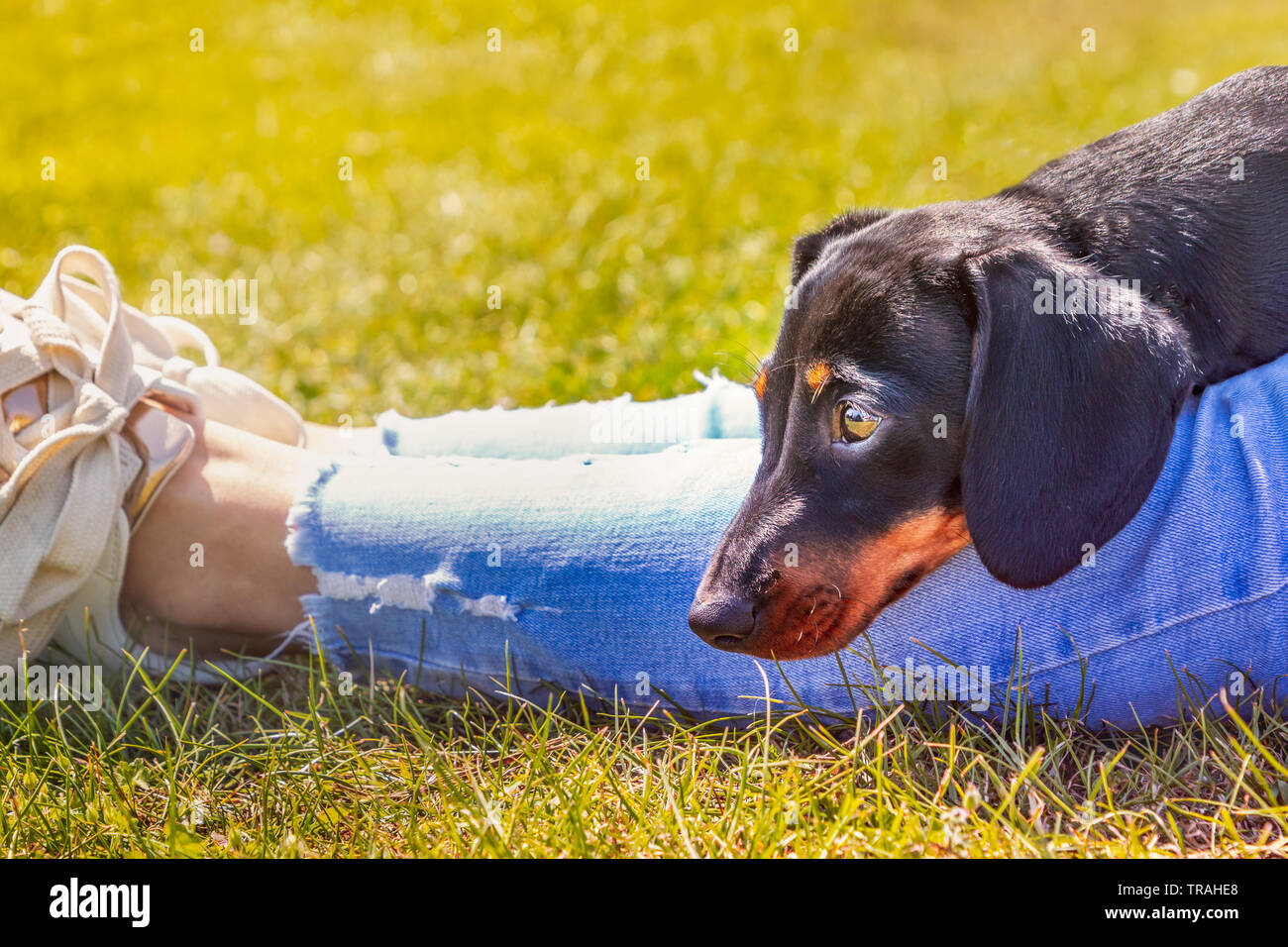 Mallie, a Black & Tan Female Dachshund Puppy 742147