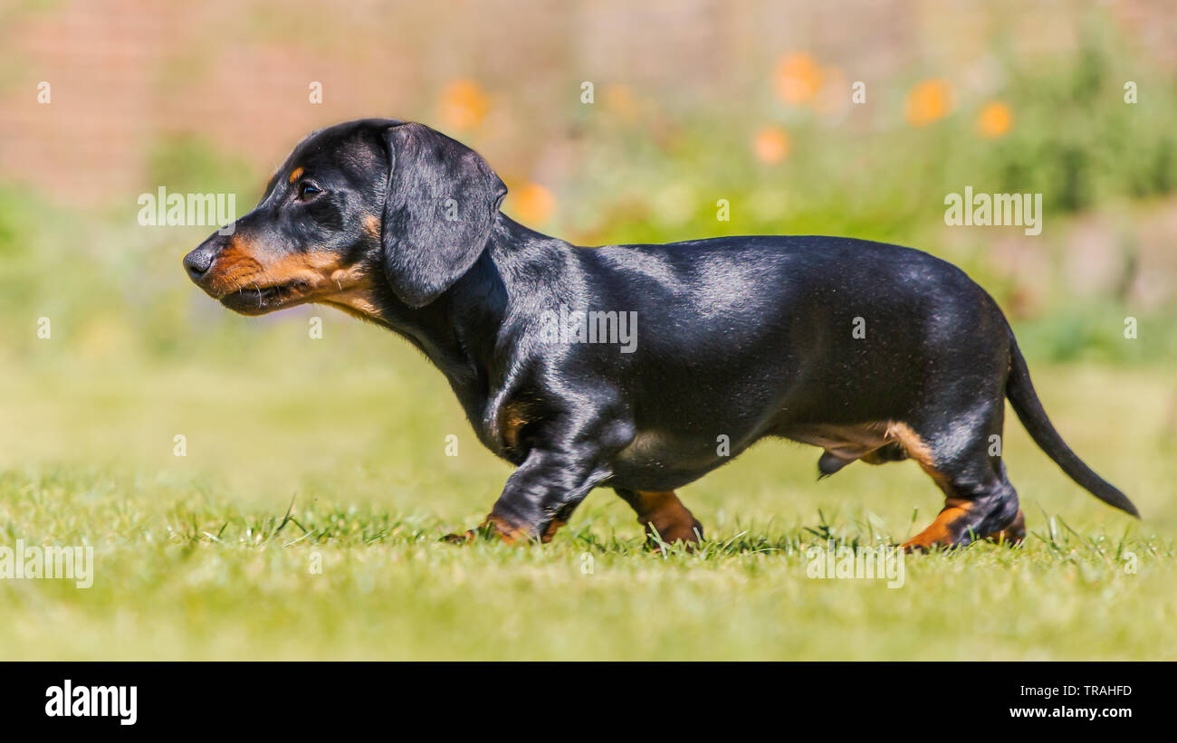 Black Tan Miniature Dachshund Puppy High Resolution Stock Photography And Images Alamy