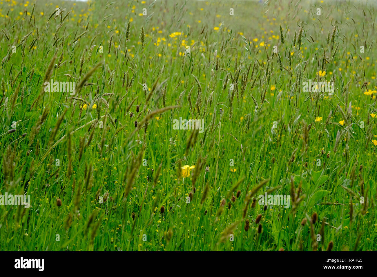 Close-up of grasses in a hay field - John Gollop Stock Photo