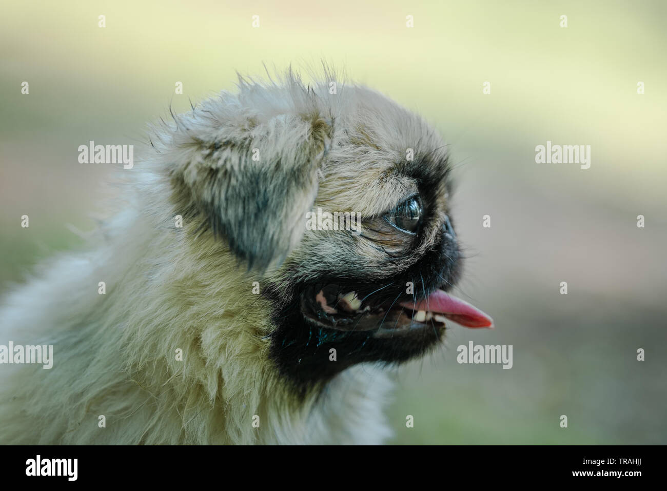 Closeup of the Pekingese is an ancient breed of toy dog, originating in  China with tongue hanging and looking right side Stock Photo - Alamy