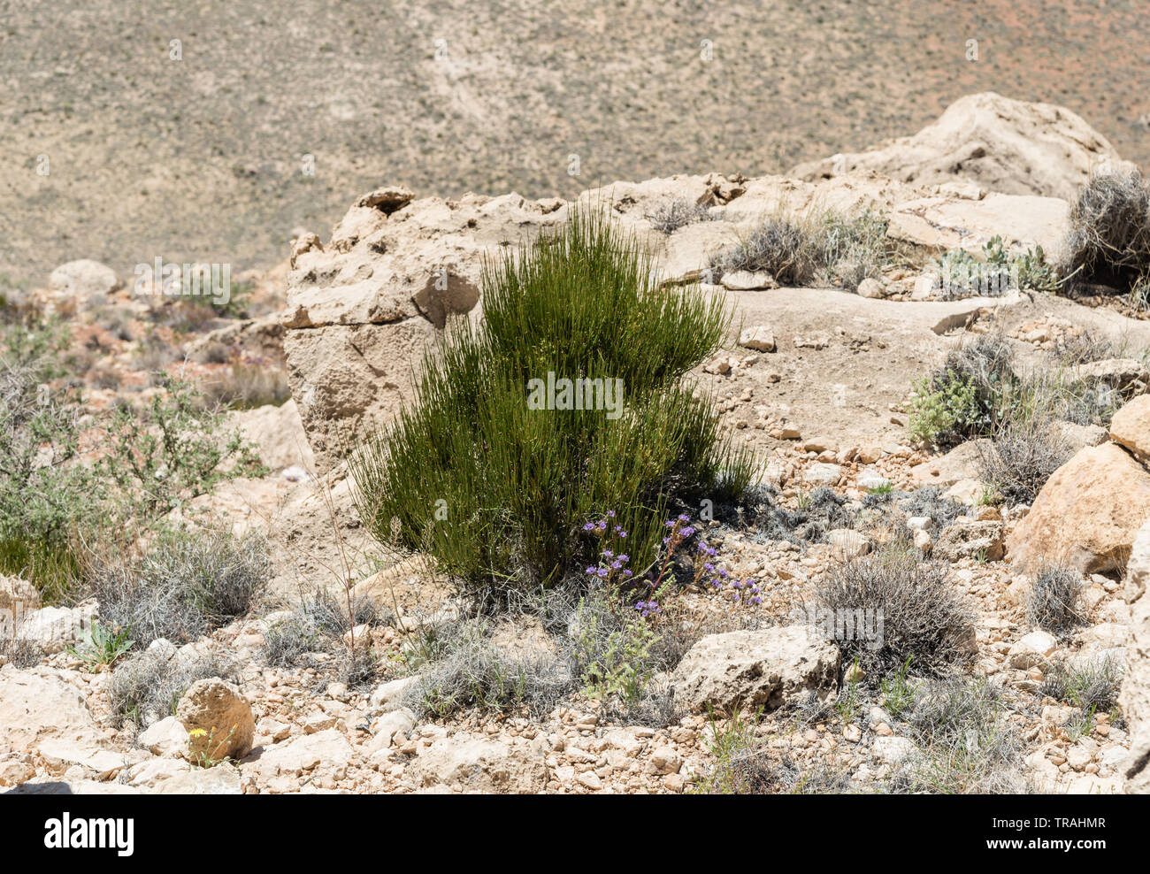 Vegetation Ridge High desert vegetation near the ridge of the Meteor Crater, northern ...