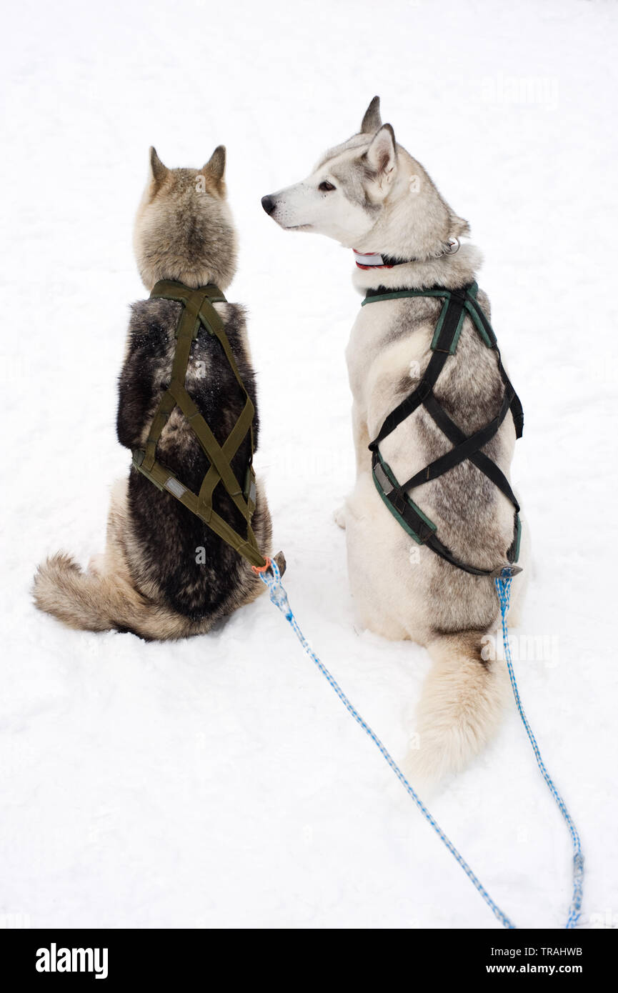 Sled dogs sitting in the snow and waiting to run. Stock Photo