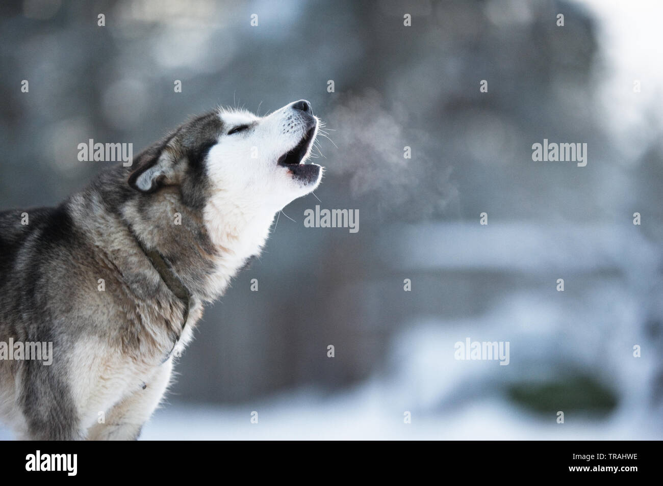 Alaskan Malamute howling Stock Photo - Alamy