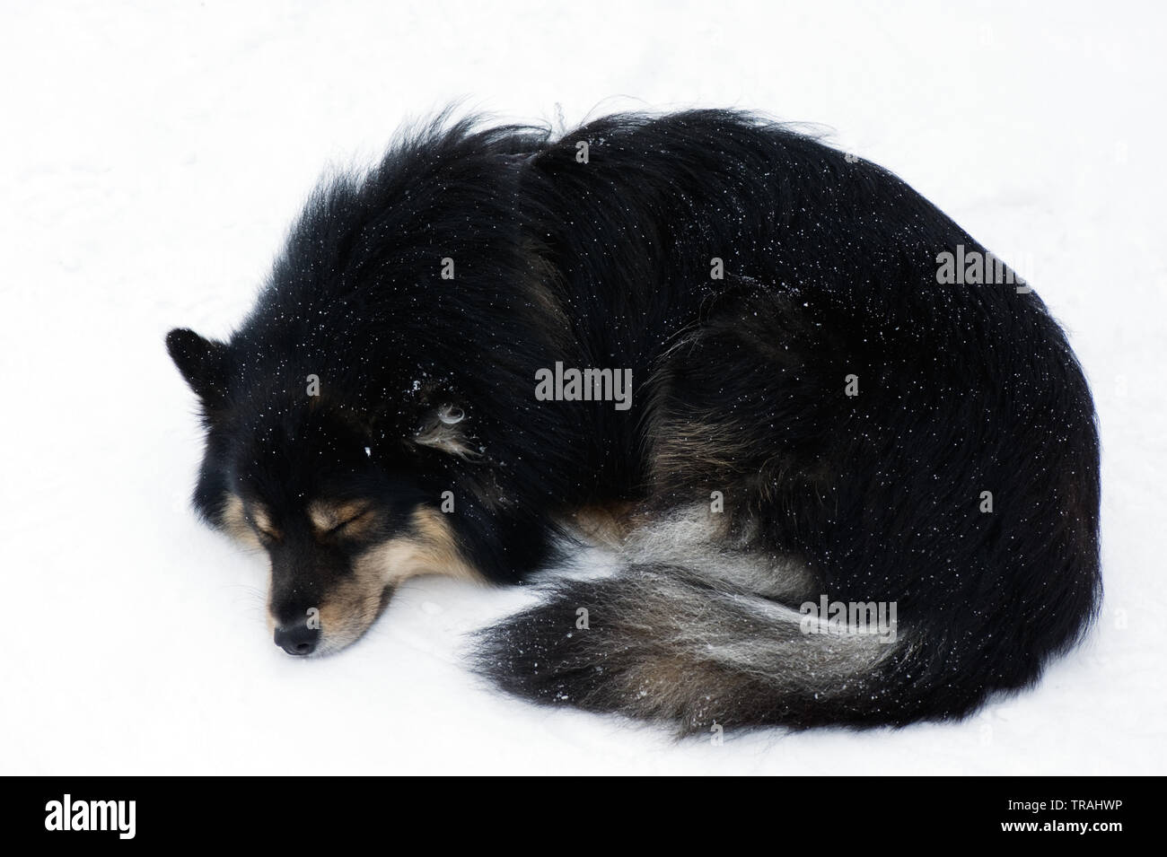 Finnish Lapphund sleeping in snow. Stock Photo
