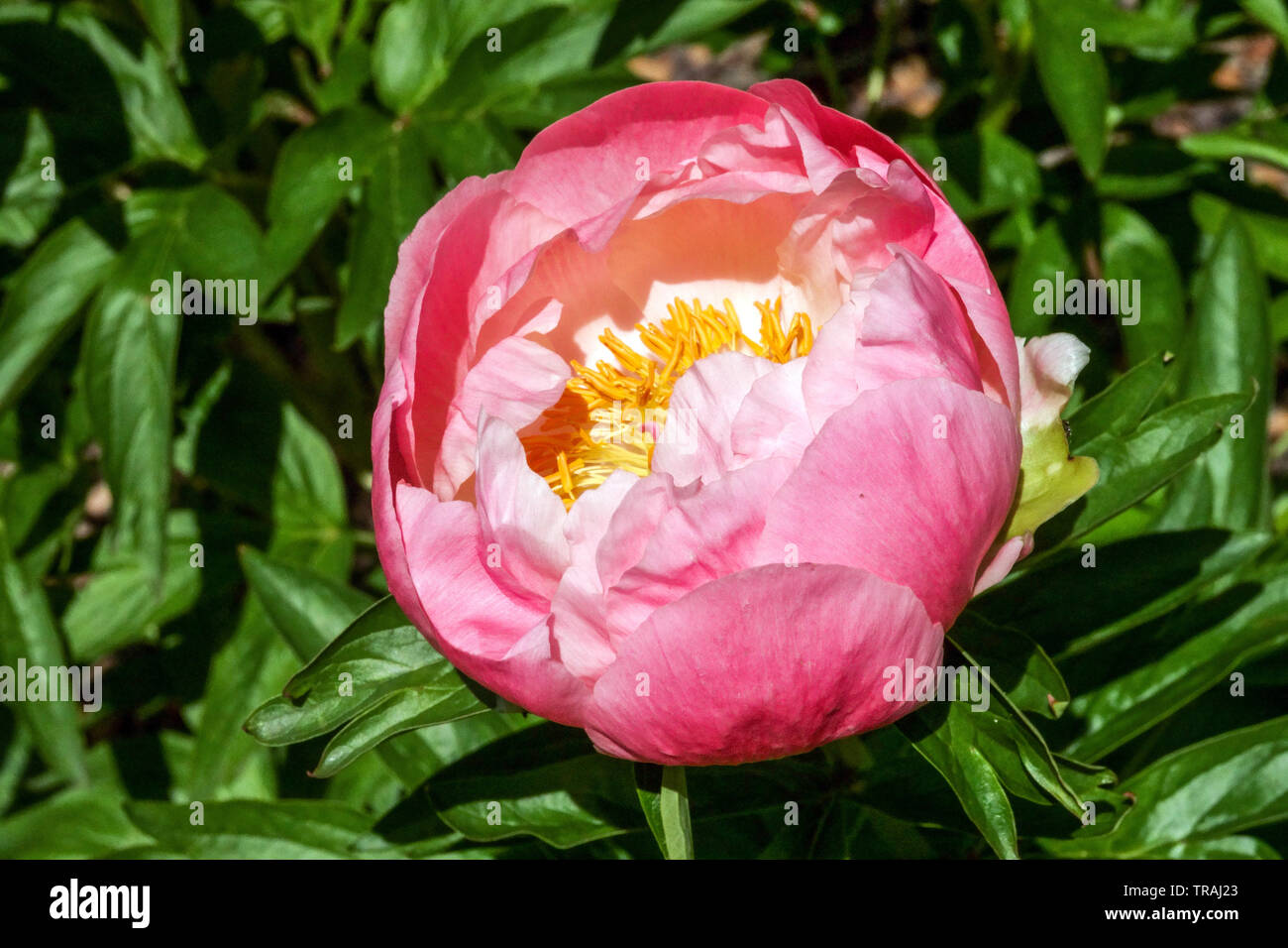 Pink Peony flower, Paeonia ‘Abalone Pearl’, Peonies Stock Photo - Alamy