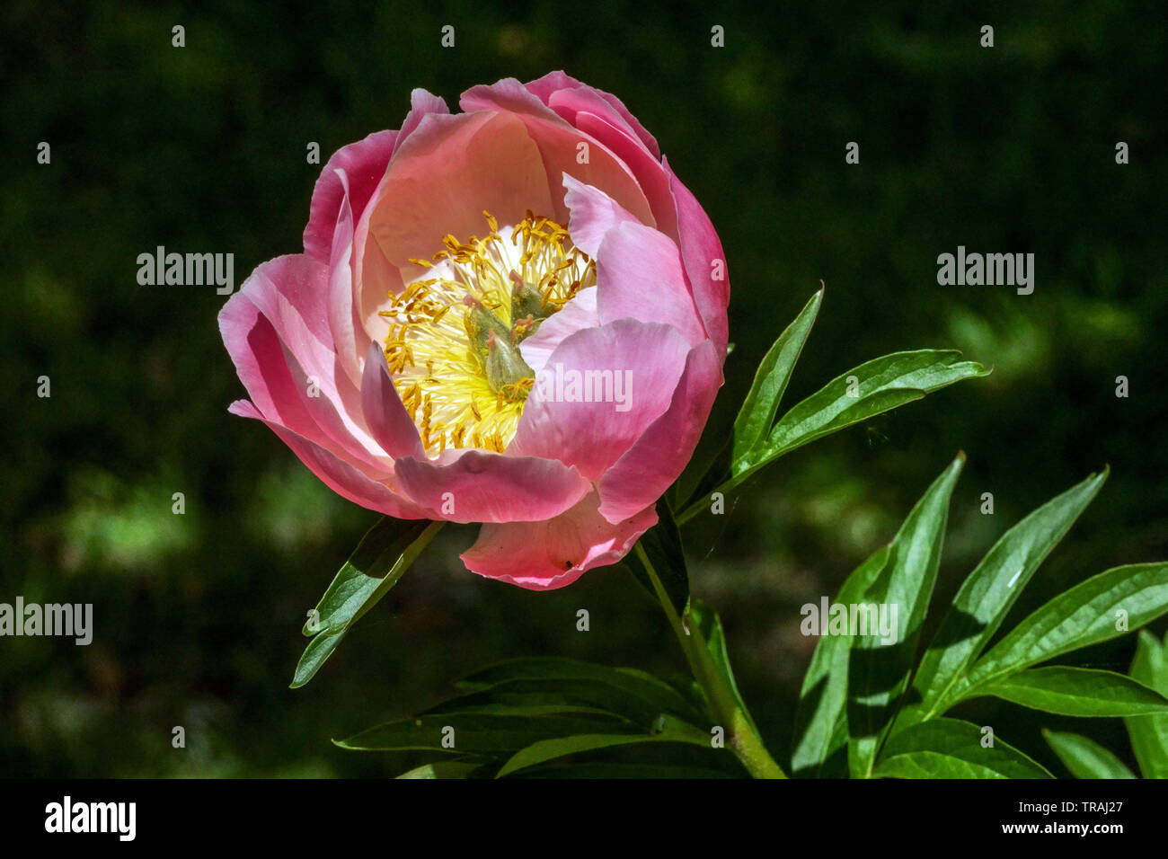 Pink Peony, Paeonia ‘Abalone Pearl’, Peonies Stock Photo - Alamy