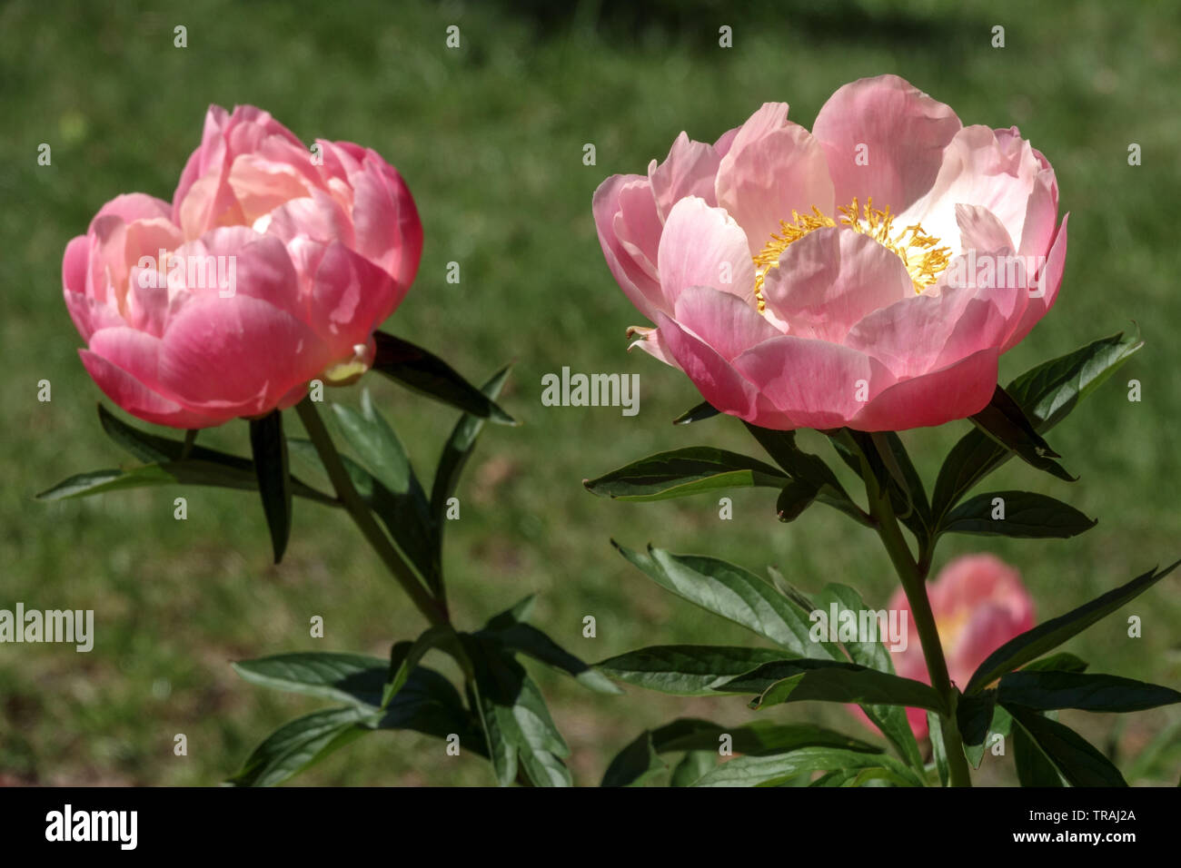 Pink Peony, Paeonia ‘Abalone Pearl’, Peonies Large blossoms stem Stock