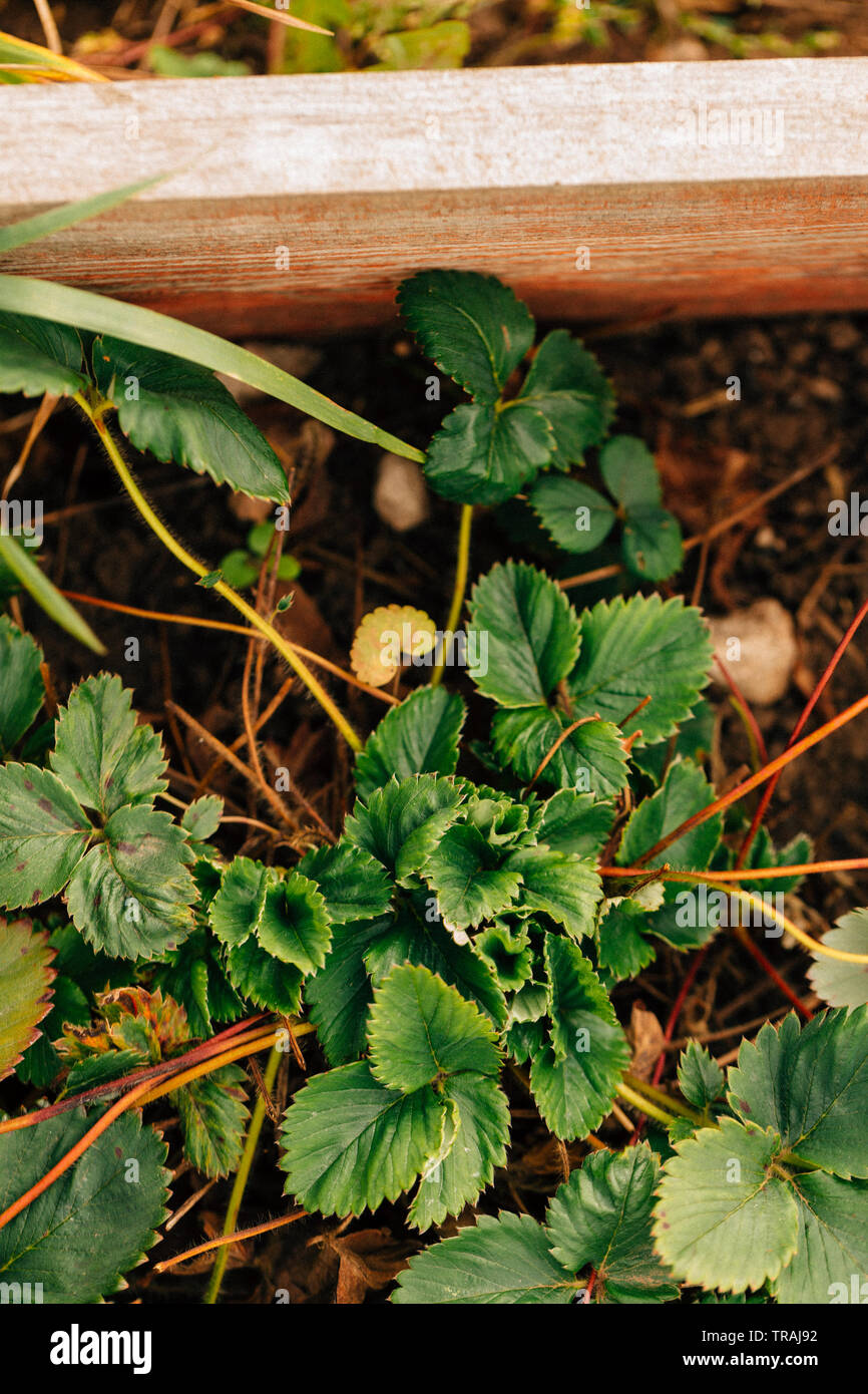 Strawberry bush growing on a garden bed Stock Photo - Alamy