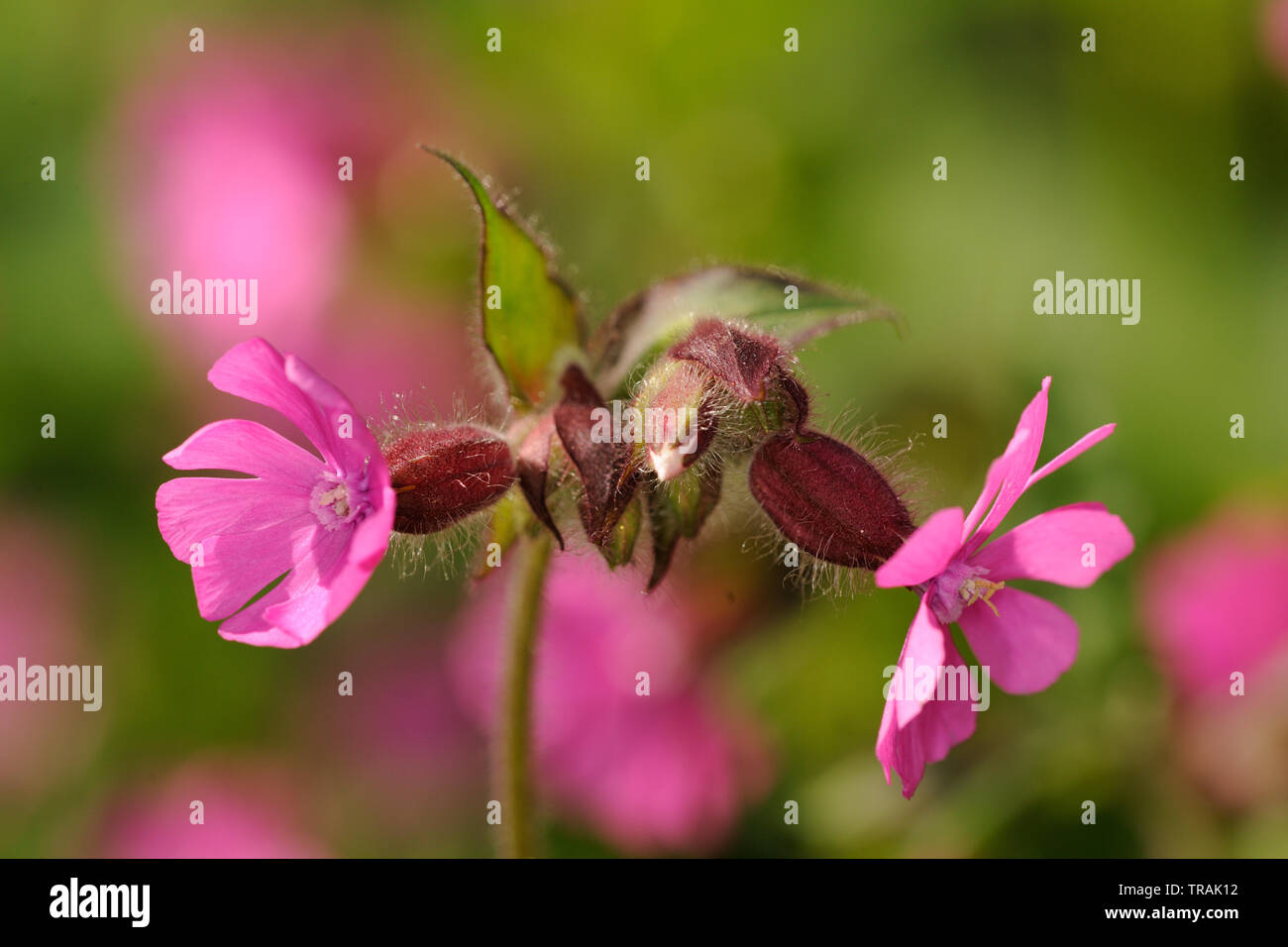 Red campion Silene dioica Stock Photo
