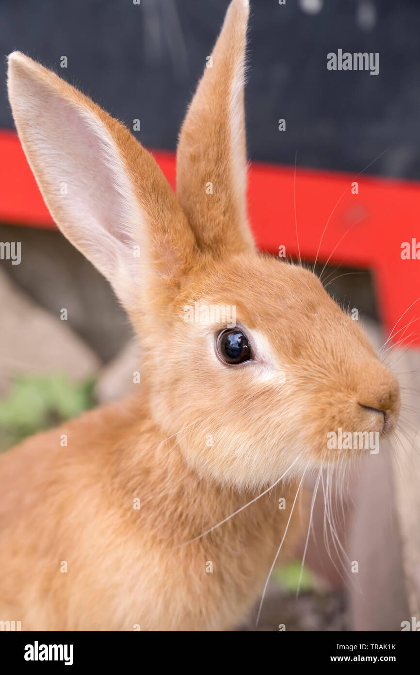 Bunny muzzle hotsell