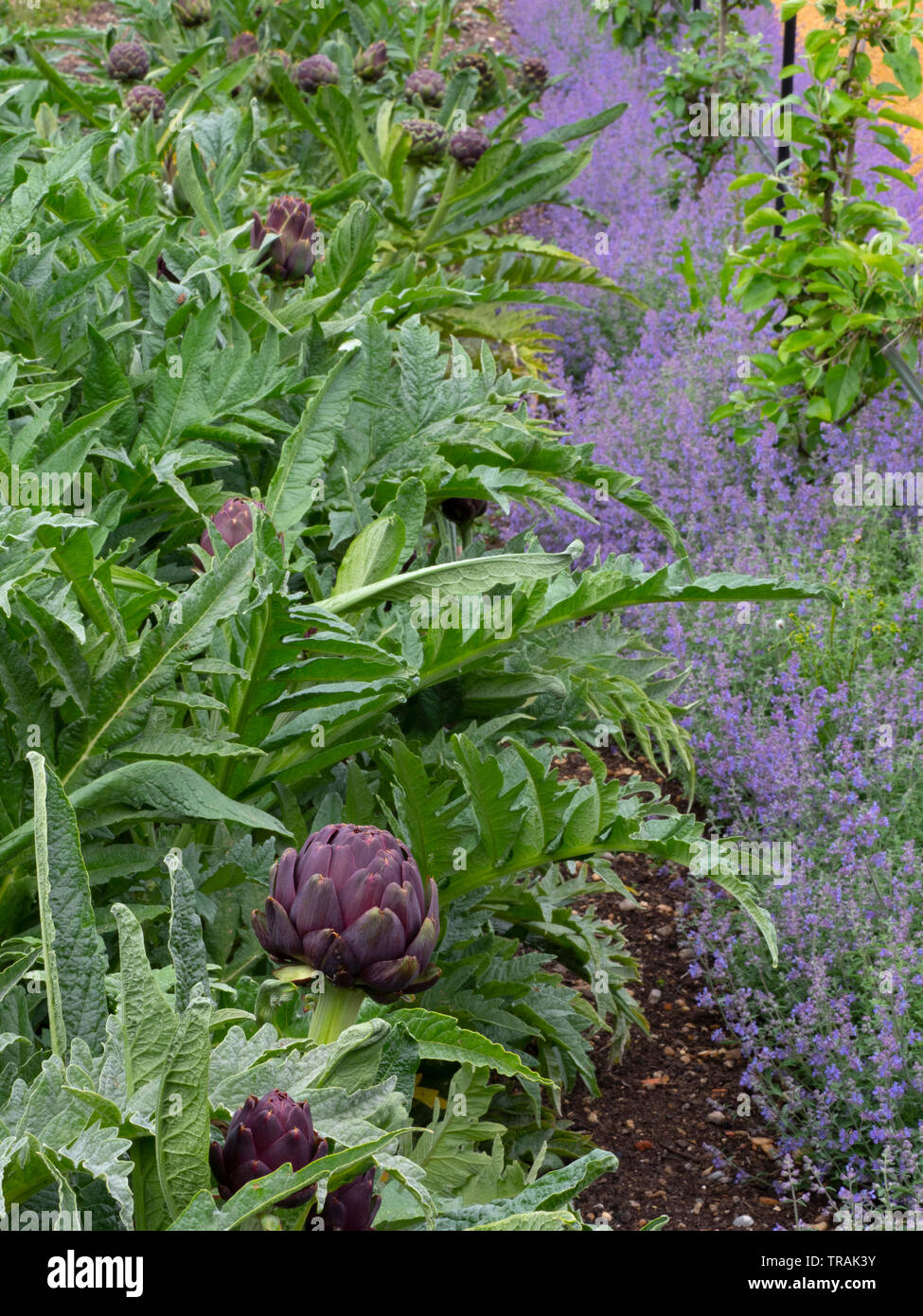 Globe artichoke or Cardoon Thistle Cynara cardunculus flower bud before opening with catmint border Stock Photo
