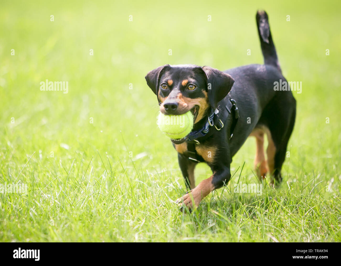 A playful black and red Dachshund mixed breed dog holding a ball in its mouth Stock Photo