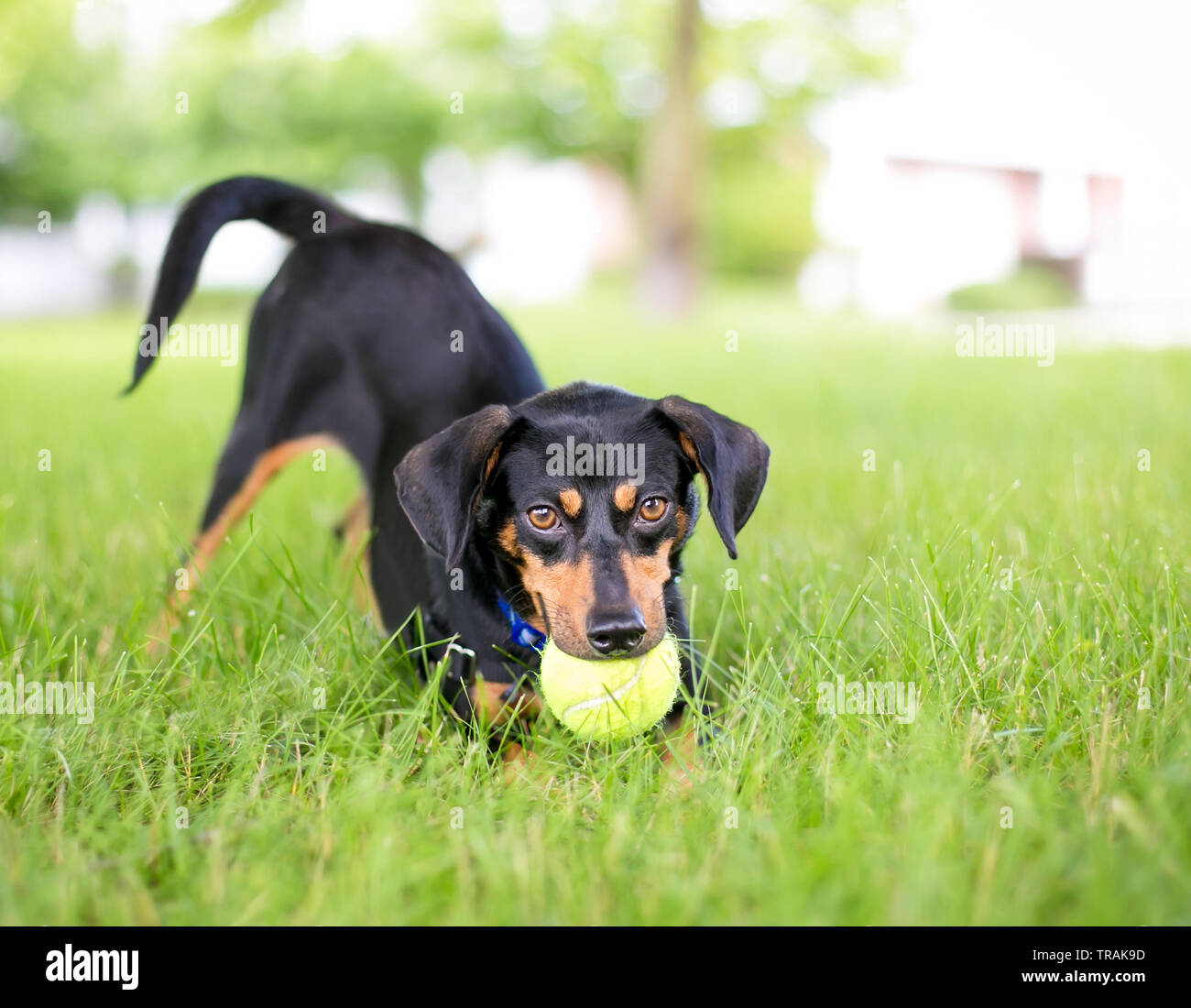 A playful black and red Dachshund mixed breed dog in a play bow position with a ball in its mouth Stock Photo