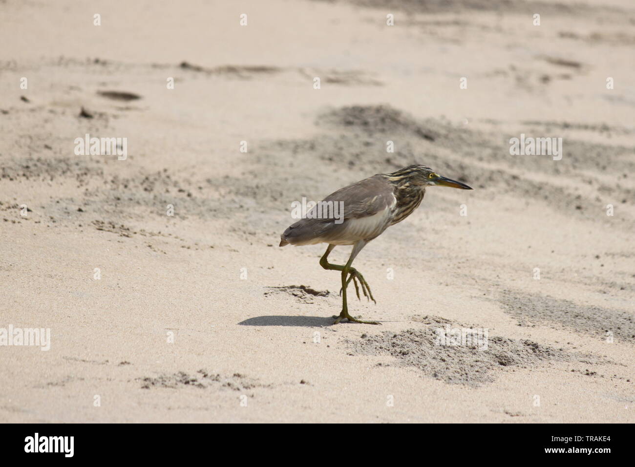 Bird on beach in Panjim, Goa, India Stock Photo Alamy