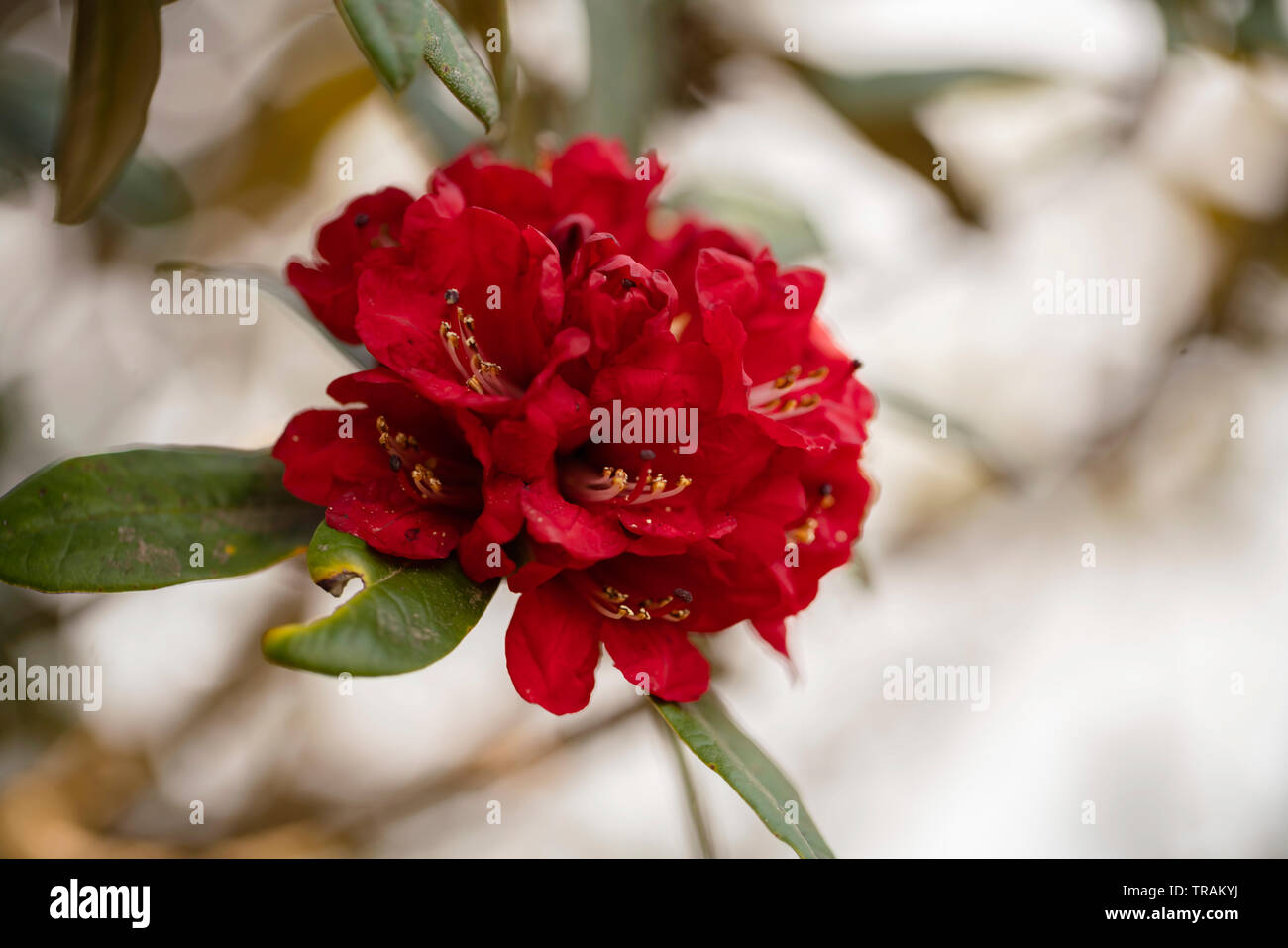 Burans or the national flower of Nepal Stock Photo