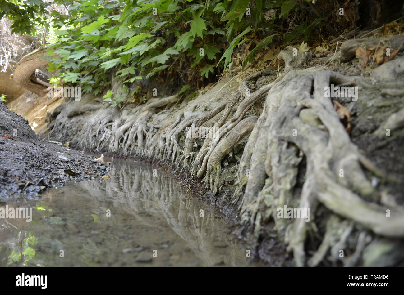 The Roots Struggling for Water... Stock Photo
