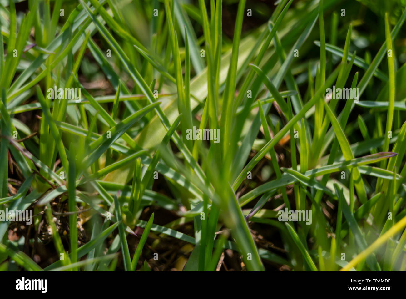 Spring flowers as a graphic background Stock Photo