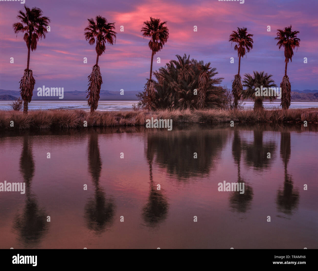 Sunset, Palms, Zzyzx Mineral Springs, Mojave National Preserve, California Stock Photo