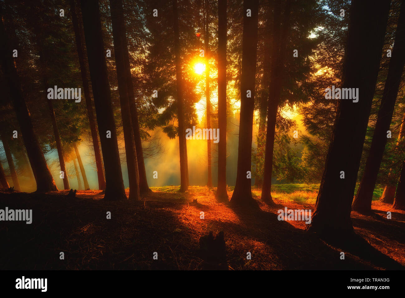 Sunrise in the forest on a misty morning in Urkiola Natural Park Stock Photo