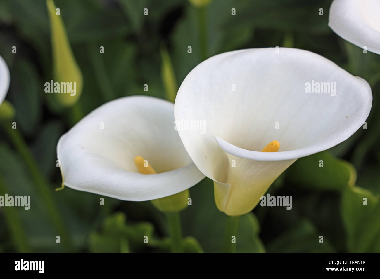 White Arum Lily Leaves High Resolution Stock Photography and Images Alamy