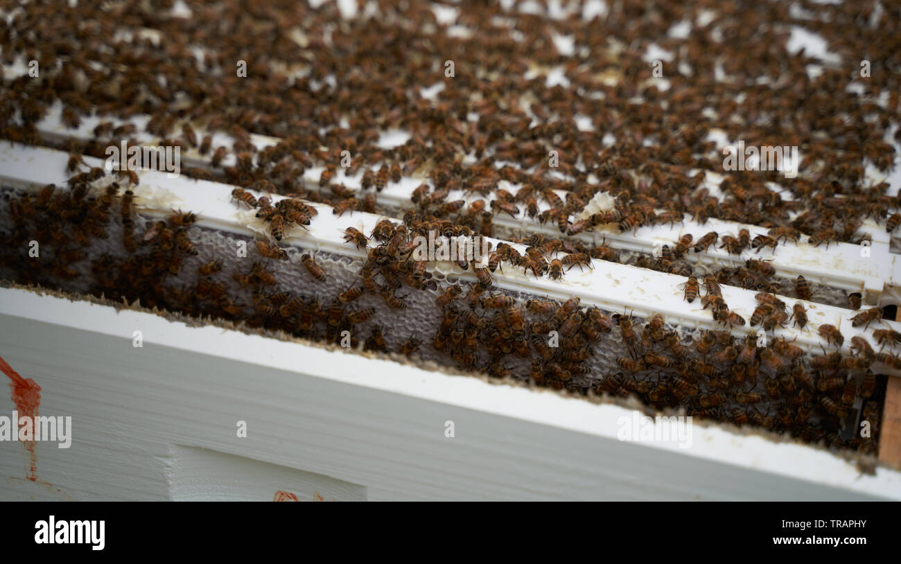 Worker bees on a frame. Smoking the hive calms the bees so that their hive can be examined Urban beeking has become much more popular in recent years. Stock Photo
