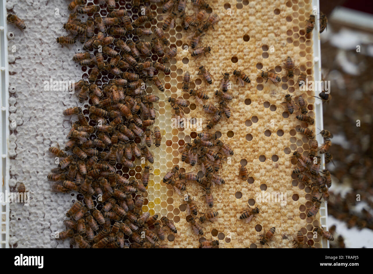 Worker bees on a frame. The white cells among the yellow ones are larval bees. Urban beeking has become much more popular in recent years. Stock Photo