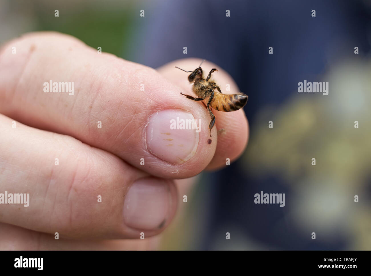 A beekeeper holds up an individual worker bee (honey bee) during an inspection of a hive. Urban beeking has become much more popular in recent years. Stock Photo