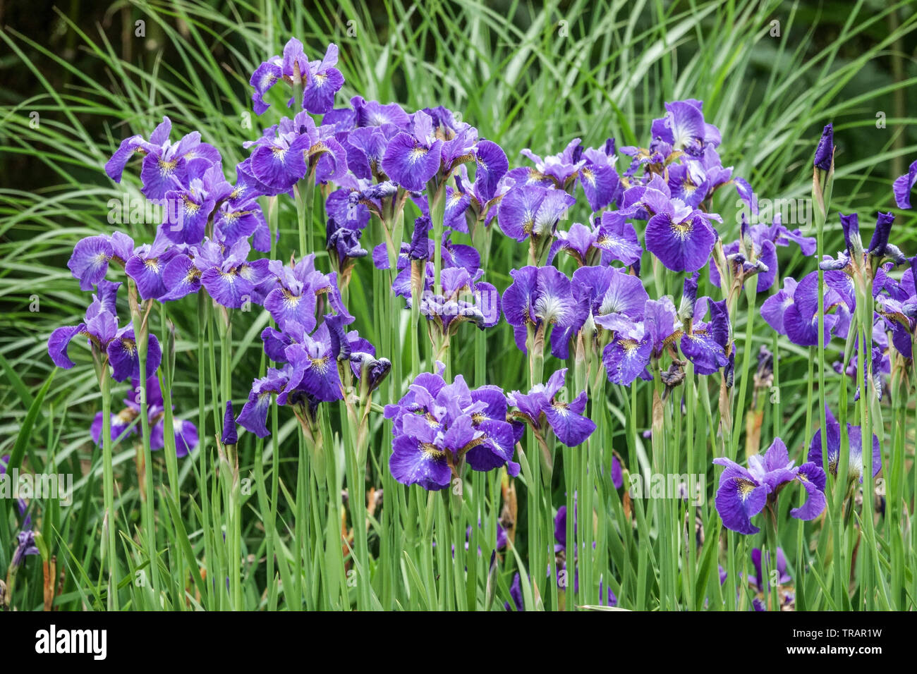 Blue iris sibirica 'Ann Dash', Siberian Iris, Siberian irises Stock Photo