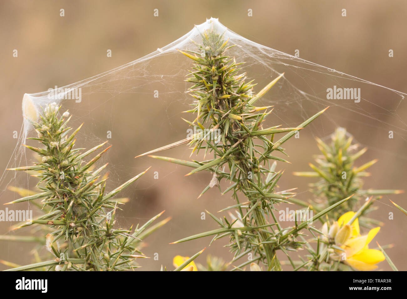 Silk rigging constructed by purse web spiderlings (Atypus affinis) on heathland. Surrey, UK. Stock Photo