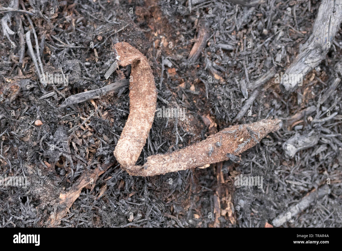 Discarded Purse Web (Atypus affinis) spider tube webs on burnt heathland. Surrey, UK. Stock Photo