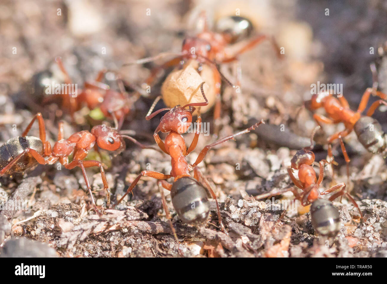 Blood-red slave making ants (Formica sanguinea) raiding another ant nest. Surrey, UK. Stock Photo