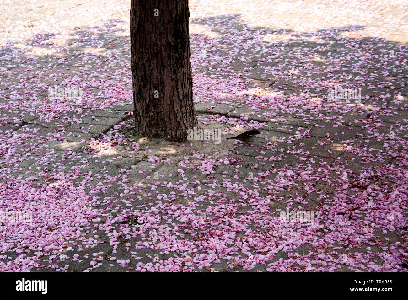 Pink petals resting on the floor by a tree in bloom Stock Photo Alamy