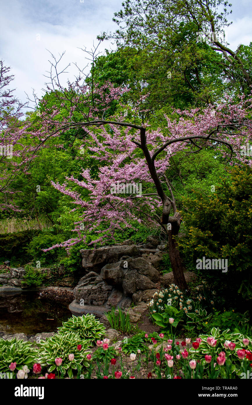 Pink flower tree blooming in the spring in Toronto Stock Photo - Alamy