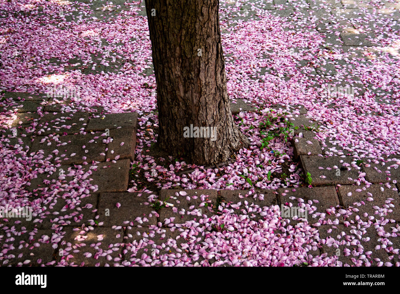 Pink petals resting on the floor by a tree in bloom Stock Photo Alamy