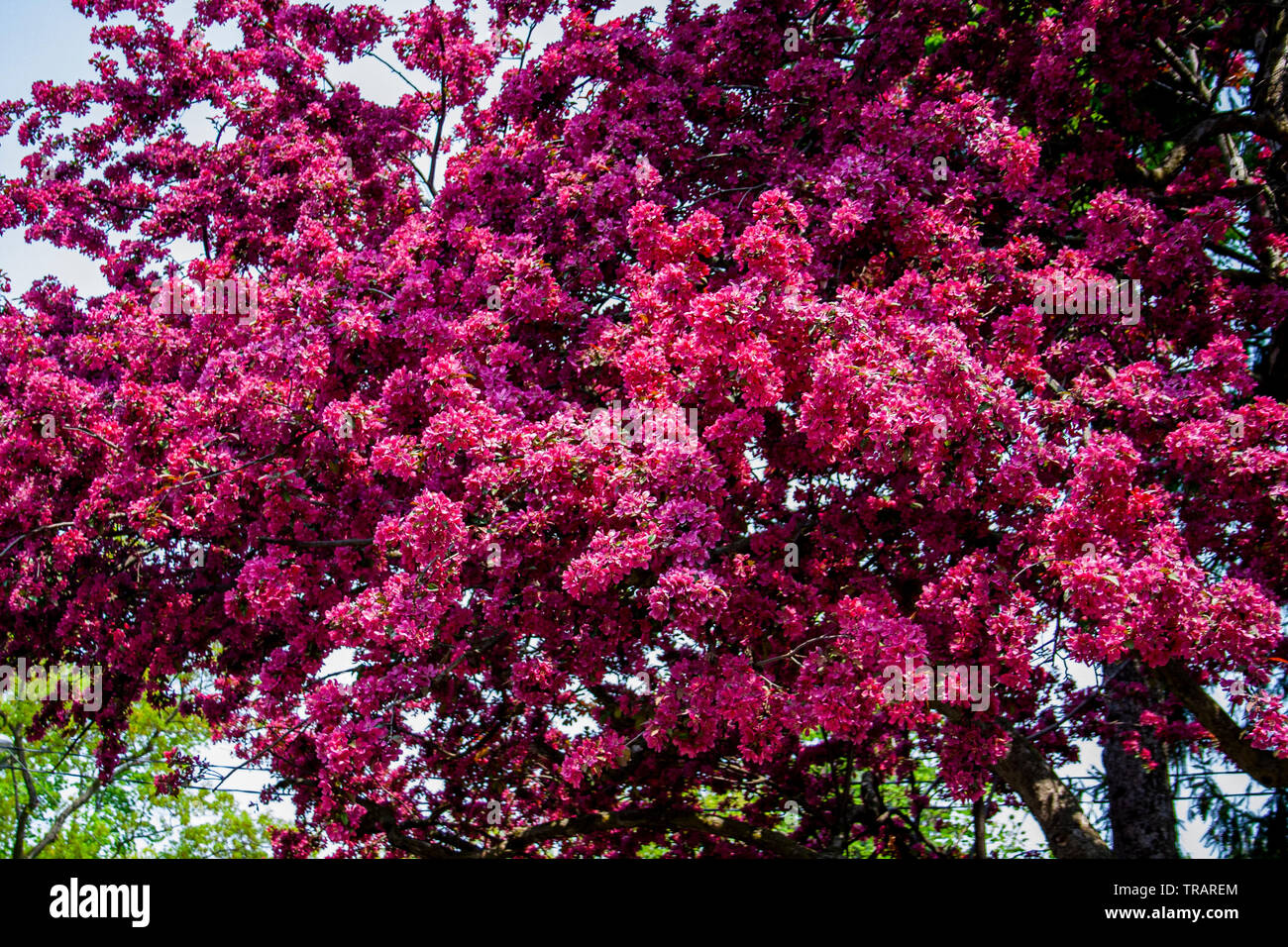Tree with pink flower hi-res stock photography and images - Alamy