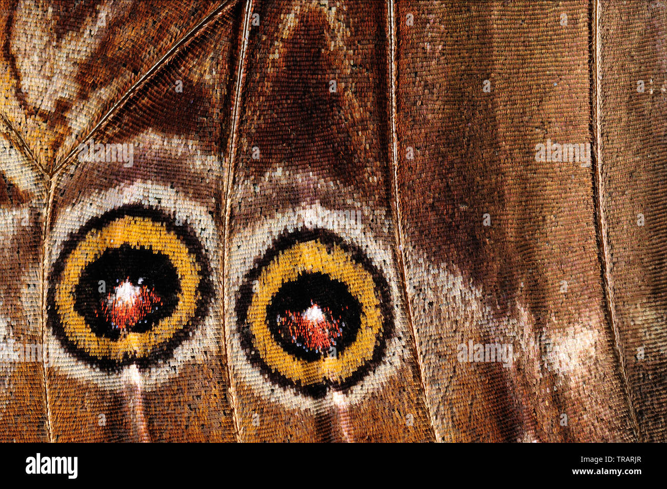 Detailed closeup of a morpho butterfly (Morpho peleides) wing. Stock Photo