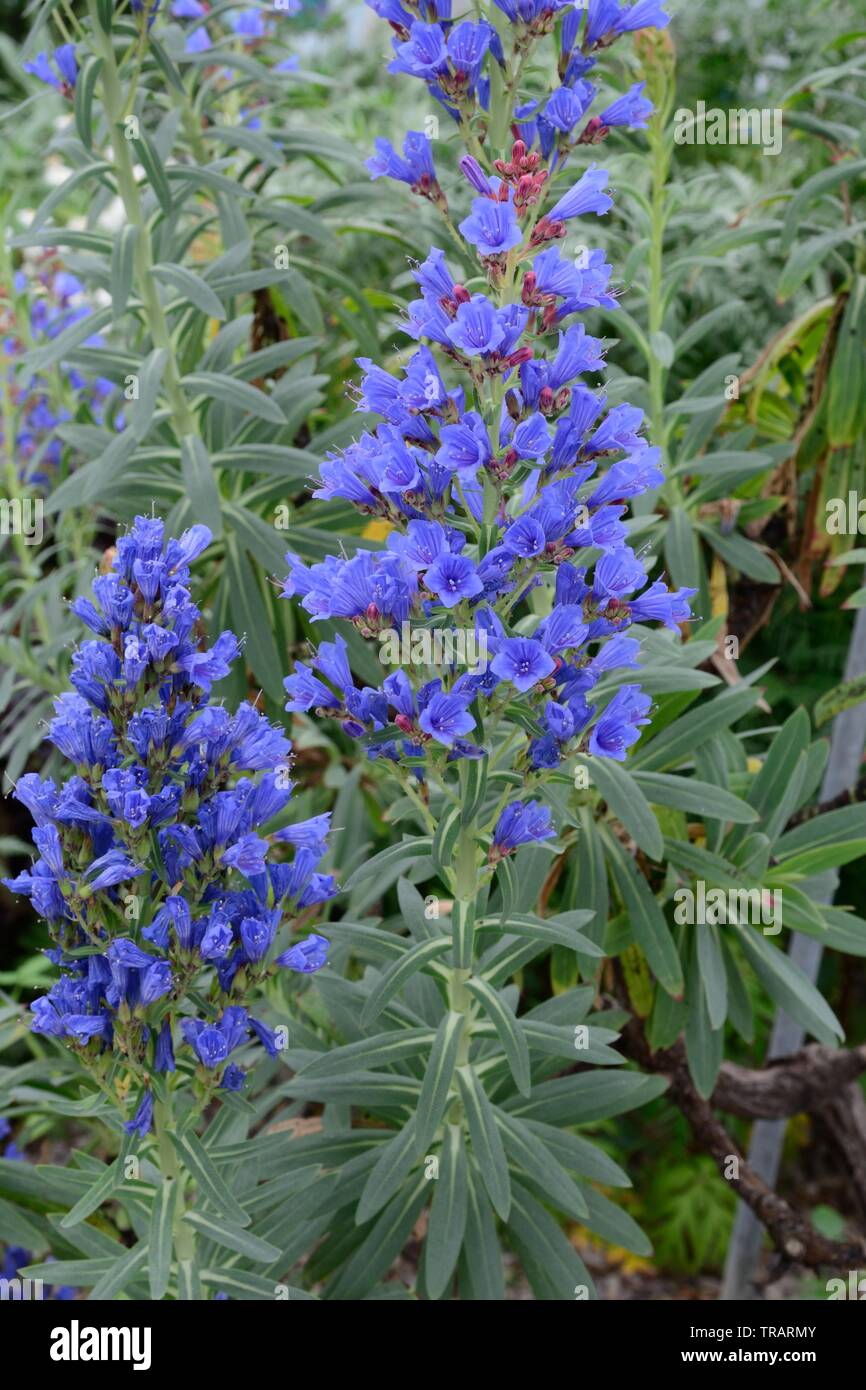 Echium gentianoides flowering plant in the borage family with brilliant blue tubular flowers Stock Photo