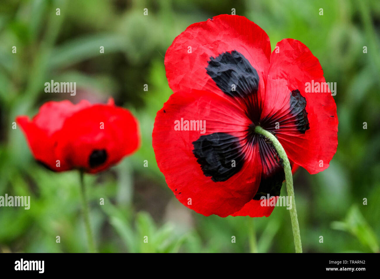 Papaver commutatum 'Ladybird', tiny flower red poppy, poppies Stock Photo